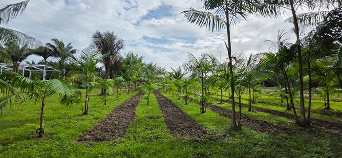 Rangs d’ananas sur l’exploitation