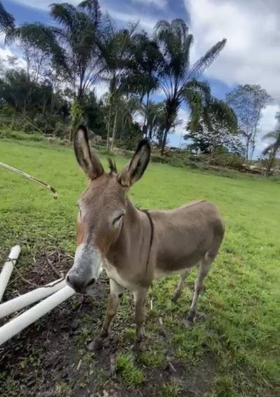 Un âne de la ferme