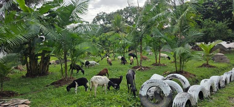 Les chèvres sous les palmiers