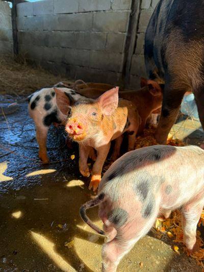Les cochons de la ferme