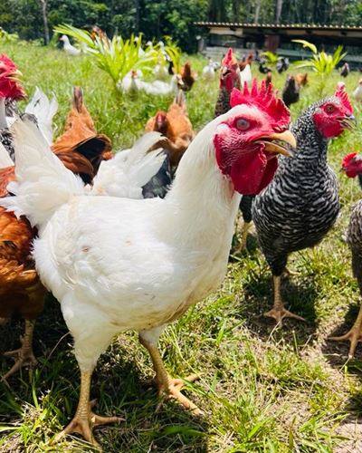 Un coq et ses poules