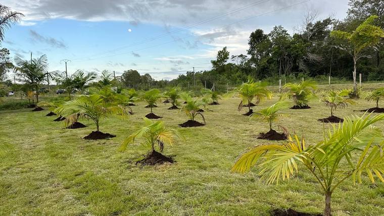 Les jeunes palmiers plantés