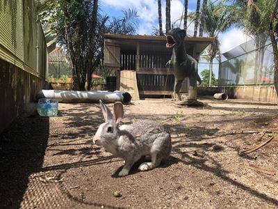 Un lapin dans son enclos