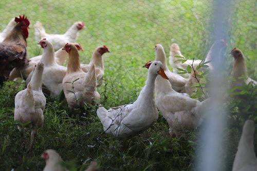 Poules et canards ensemble