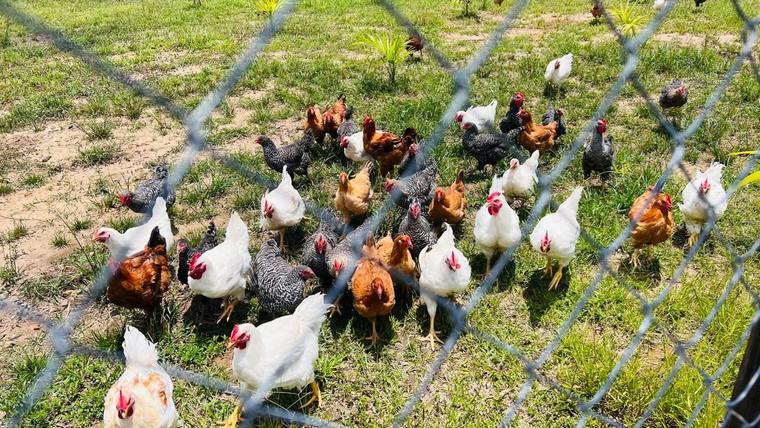 Les poules de la ferme