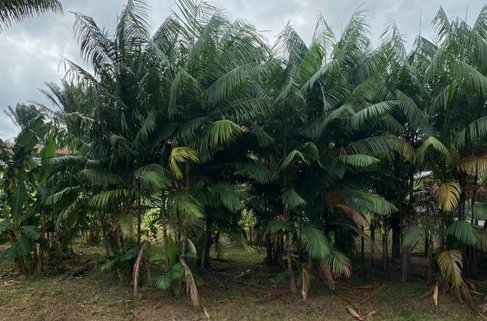 Les palmiers wassaï de l’exploitation